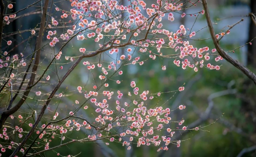 倚梅园的梅花图片