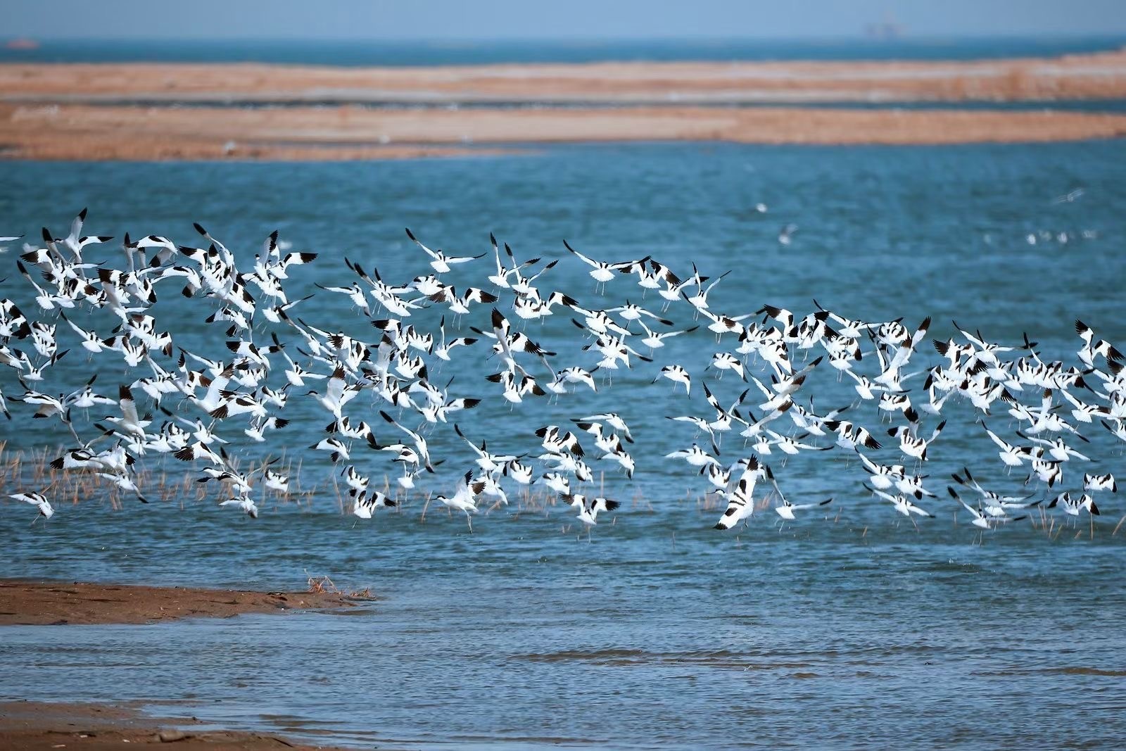 日照市鸥鹭翔碧波