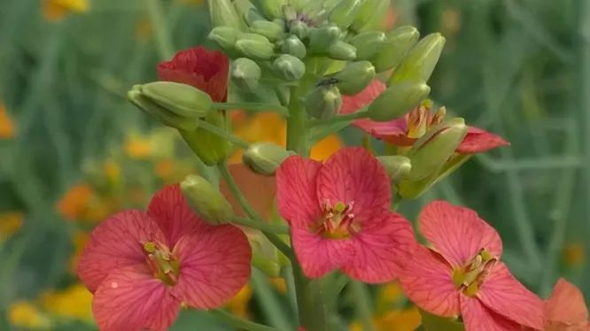 高校培育38色油菜花却被质疑无意义?