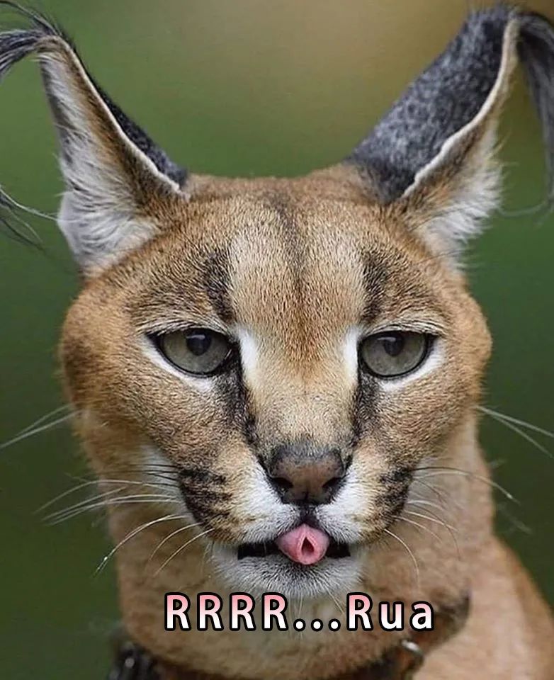 那就是狞猫.世上有一种猫,自带双马尾,外加大长腿,一定的tony的问题.