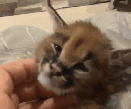 甩头发的猫 326.gif