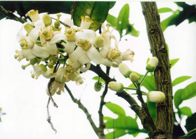 阳春三月 春暖橘乡 富民花开 化州邀您云赏化橘红花