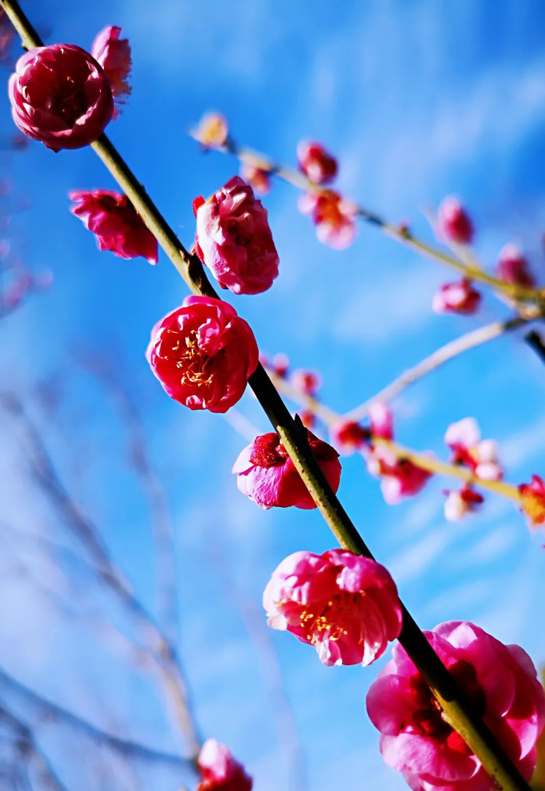 春回大地梅花香滴水湖畔享受好时光