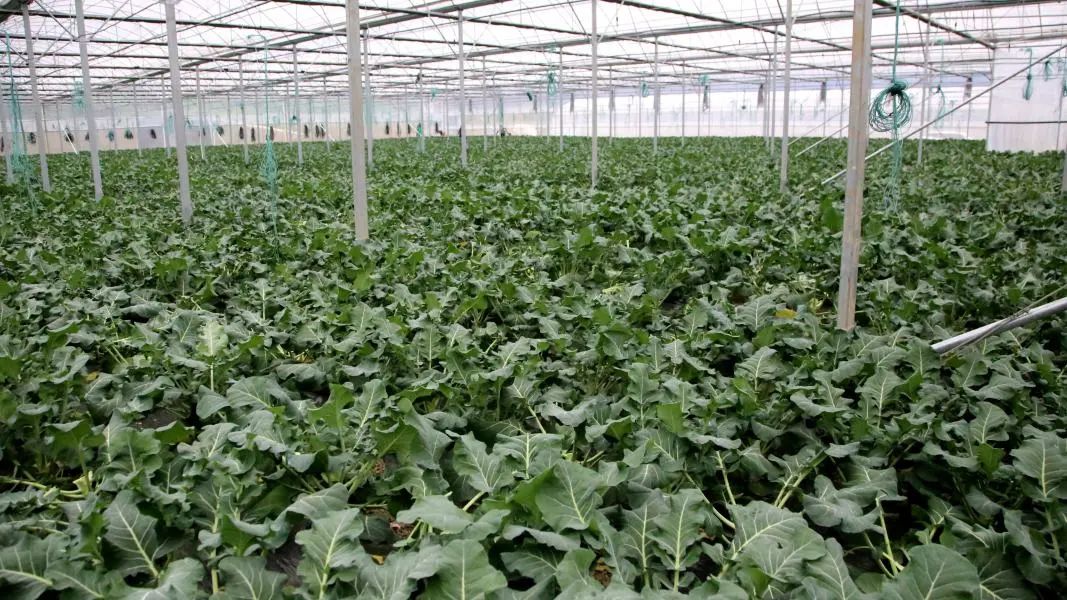 放眼望去,蔬菜大棚内西兰花长势喜人,青翠鲜嫩,工人们笑着聊着天却不