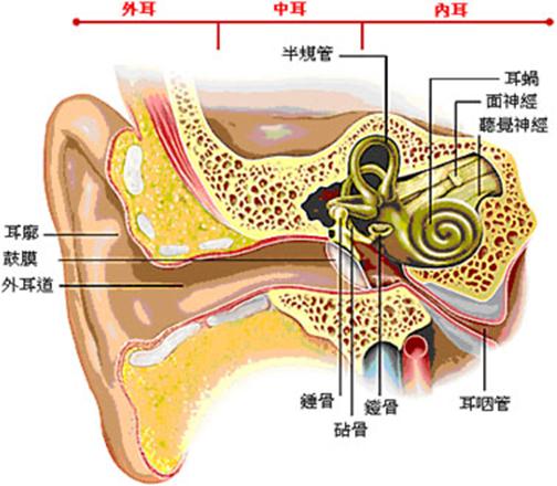 内耳的供血来自迷路动脉,当支配内耳神经的血管发生痉挛或栓塞,导致