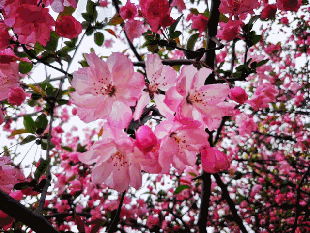 浪漫海棠花海,梦幻动人镜头一转,园区的海棠也开得正盛这里花海正盛也