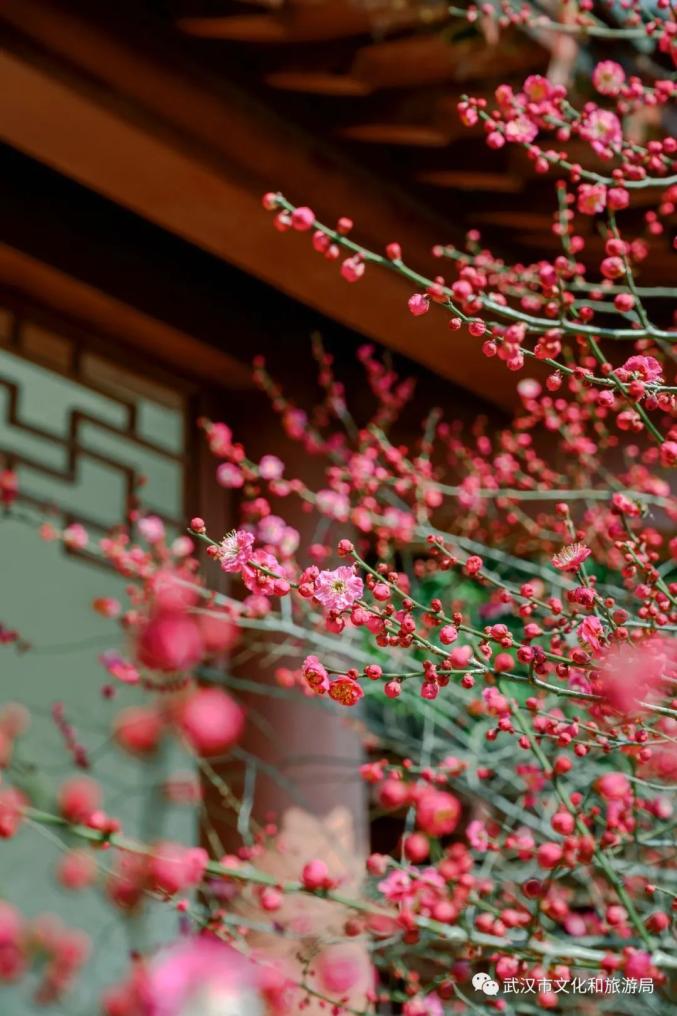 月门票：免费地址：三环线与常青立交交叉口西北50米meihua梅花1月下旬至3月