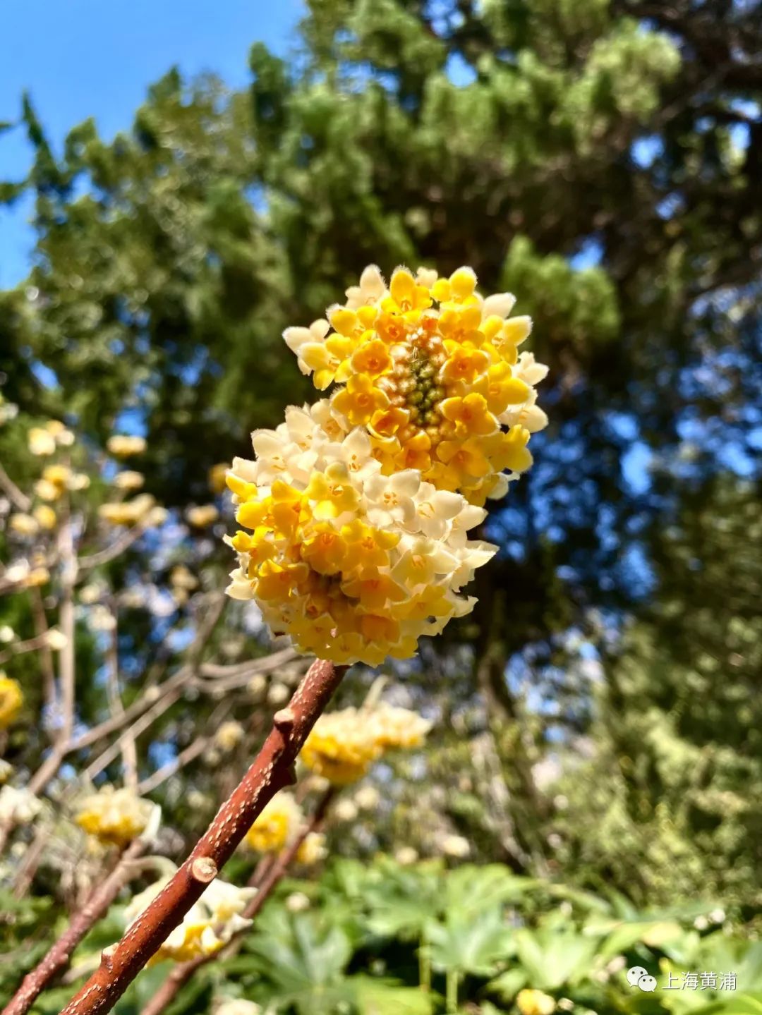 玉兰,雏菊,结香花等花蕊也在枝头闹春,一团团,一簇簇,似少年的娇羞,美