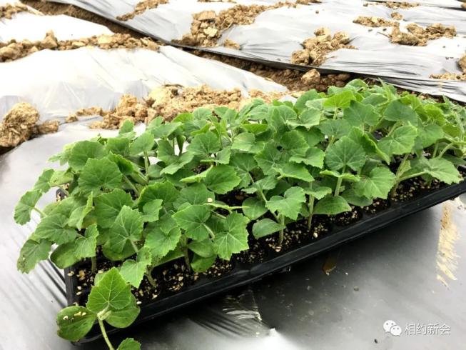 220亩香芋南瓜开种预计5月中旬