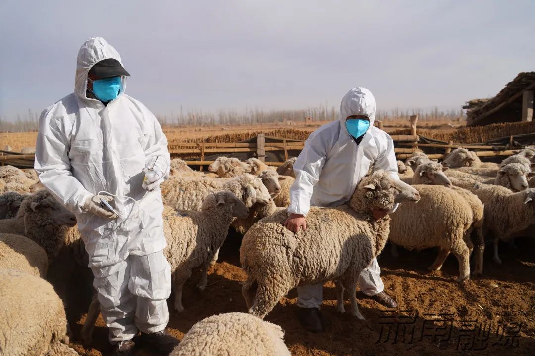 春季是高致病性禽流感,口蹄疫,小反芻獸疫等重大動物疫病的易發期和