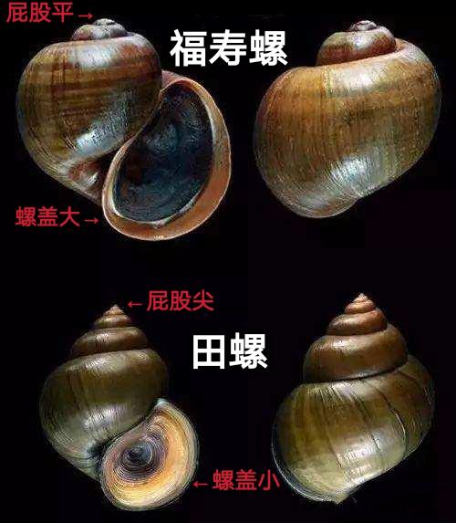 粉红女郎福寿螺入侵上海能不能吃在线等挺急的