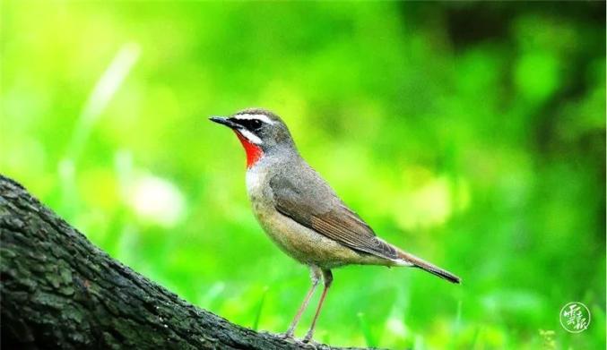 迎cop15看雲南精彩雲南石屏異龍湖9種野生鳥類保護級別晉級