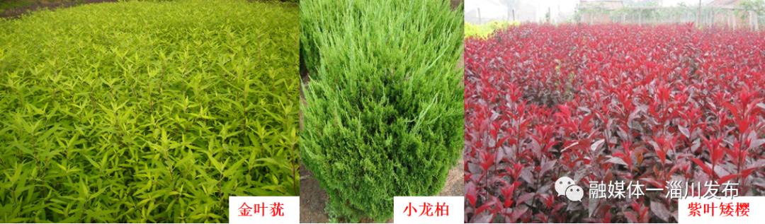 红叶石楠树的生产厂家在哪里