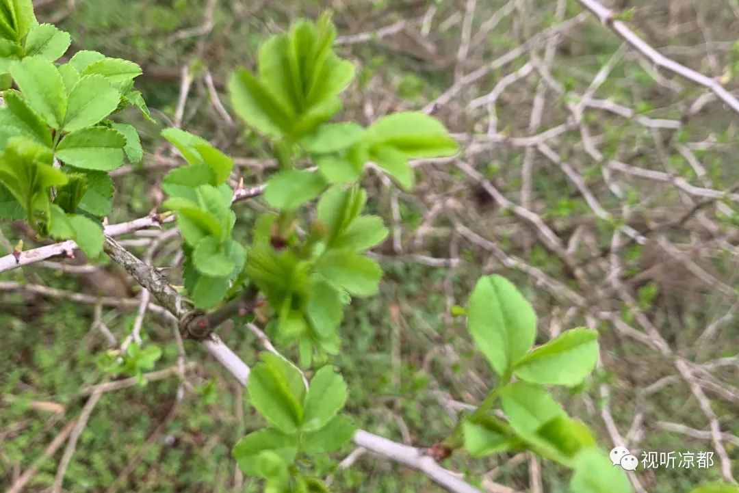 3月再登央视丨维c之王来啦贵州刺梨美名远扬