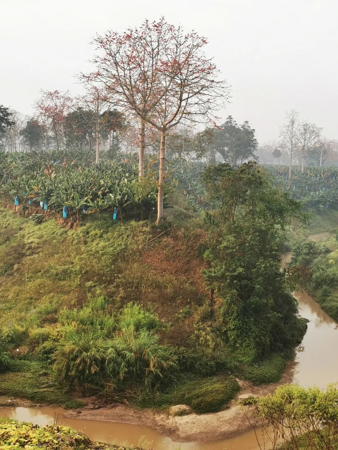 勐汤河的木棉树