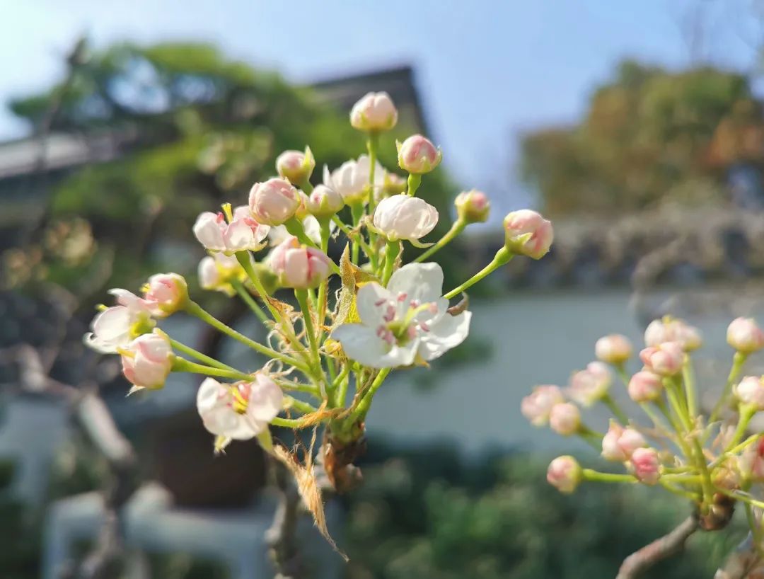 上海植物园迎来梨花盆景初绽白锦无纹香烂漫
