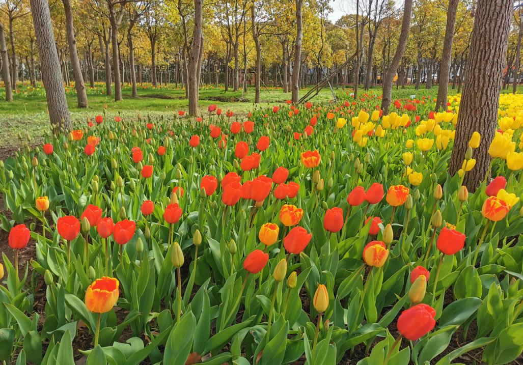 郁金香文化节3月15日将在崇明虹桥花乡开幕大波美图请查收