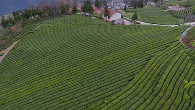 春天里的五峰茶园每一帧都是壁纸
