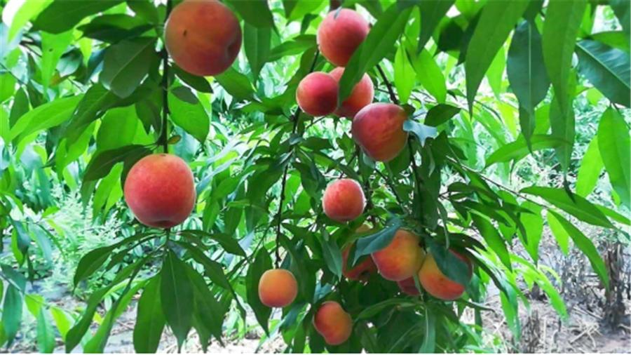 认养桃树吗晚湖景霞辉8号结出的桃子全归你