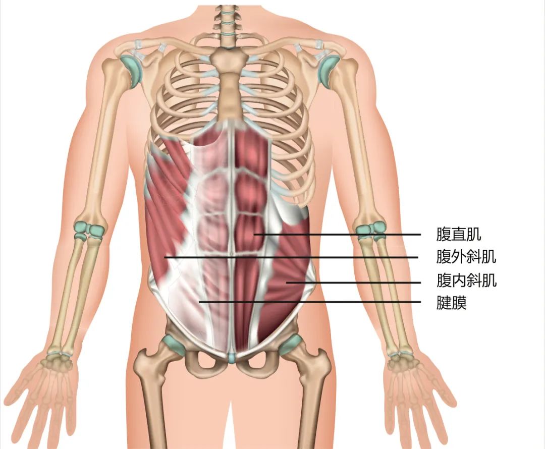 人的腰的部位分布图图片