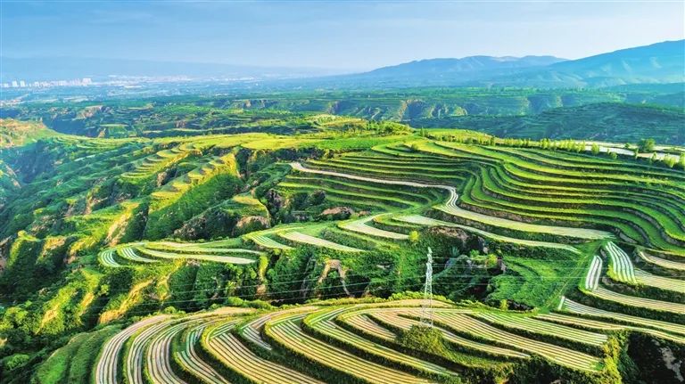 阳曲小米"黄金"品牌惠民生_政务_澎湃新闻-the paper