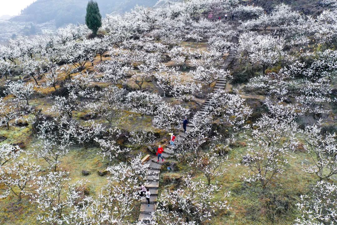 渝北人抢先看最美印盒李花季等你来