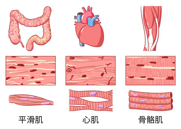 骨骼肌明暗带示意图图片