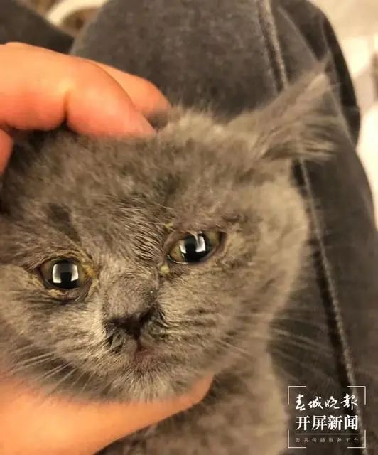 收到的小猫看起来病恹恹的