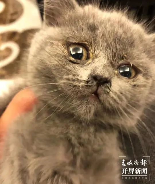 体检出猫癣,眼睛流脓红眼圈