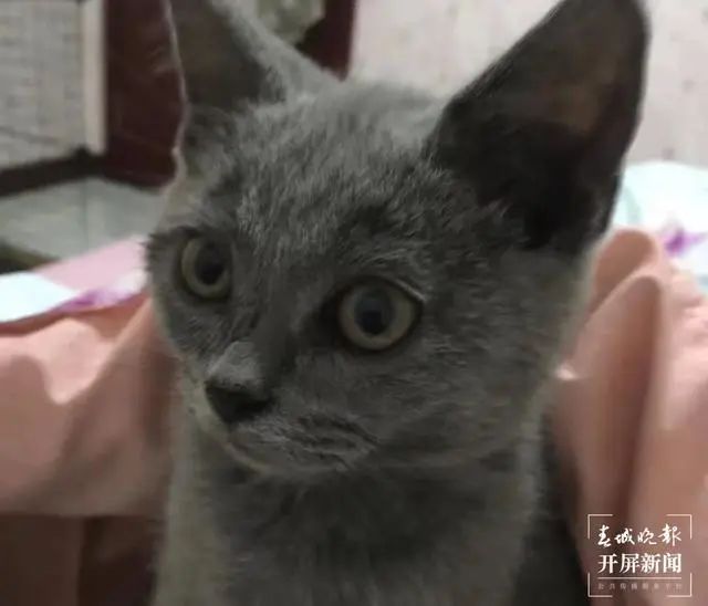 治疗后的小猫看起来精神好多了
