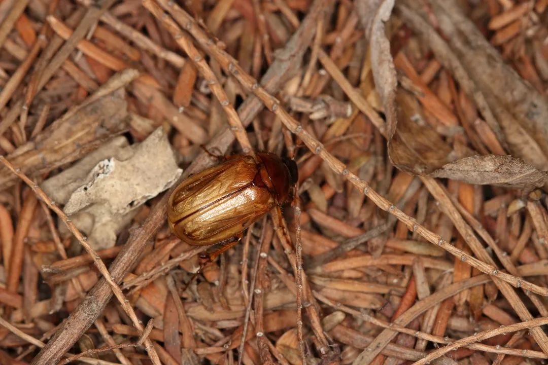 毛黄脊鳃金龟灰巴蜗牛春雨后,灰巴蜗牛也开始活动了,拖着大房子,在