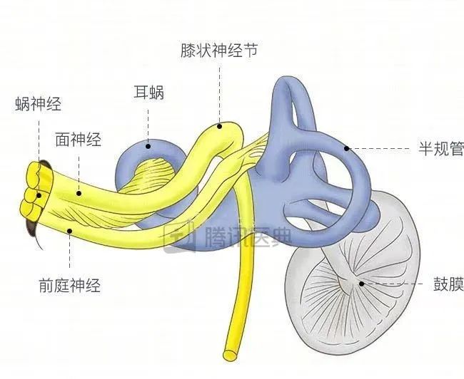 人的内耳主要是一些听觉神经细胞,存在于耳蜗内,它感受到外界传来的