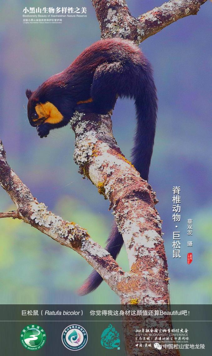 cop15看云南精彩北纬24度生物多样性的魅力67