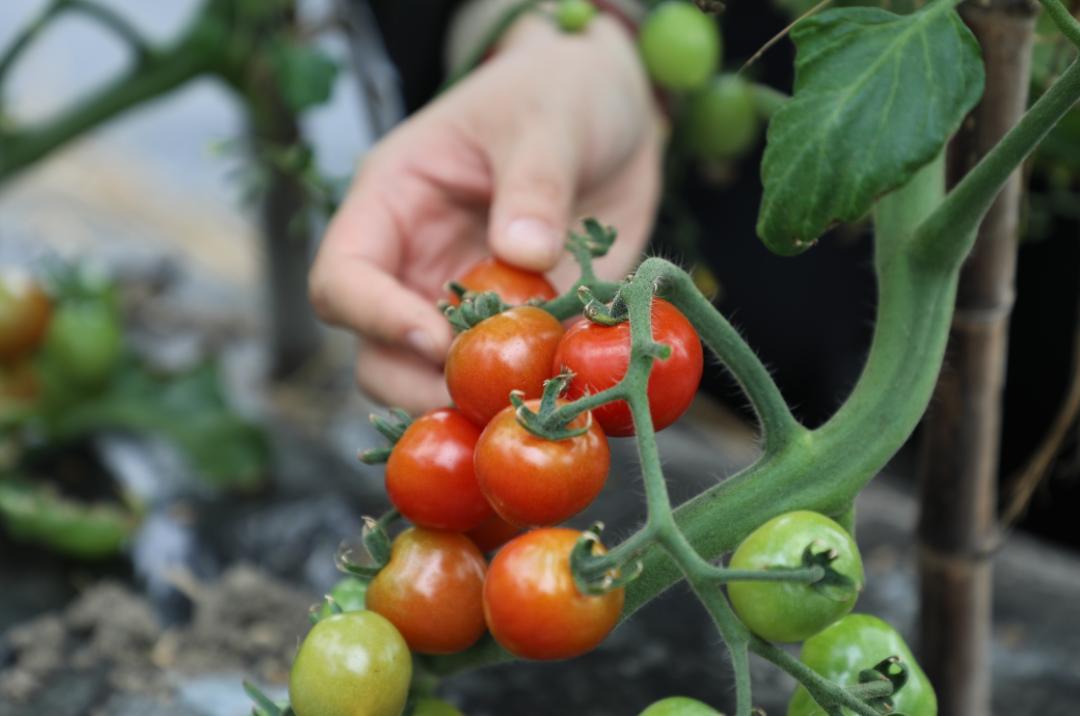 开始进入采摘收获期.