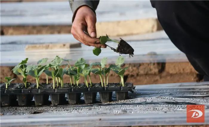农民在莫高镇高效节水园区的温室中移栽西瓜秧苗原标题:《敦煌:人勤春