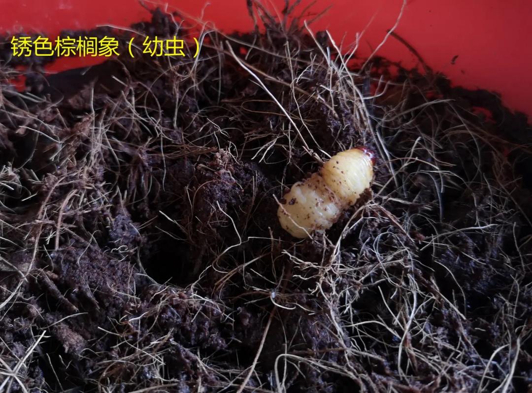 来宾人这种假竹虫千万养不得见到请举报