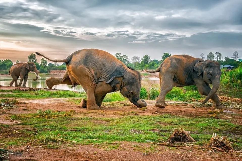 泰国这六处特色动物园,你都去过几个?