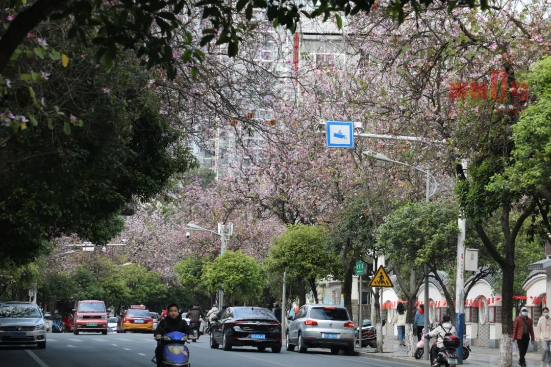 满屏粉色柳州28万株紫荆花盛开