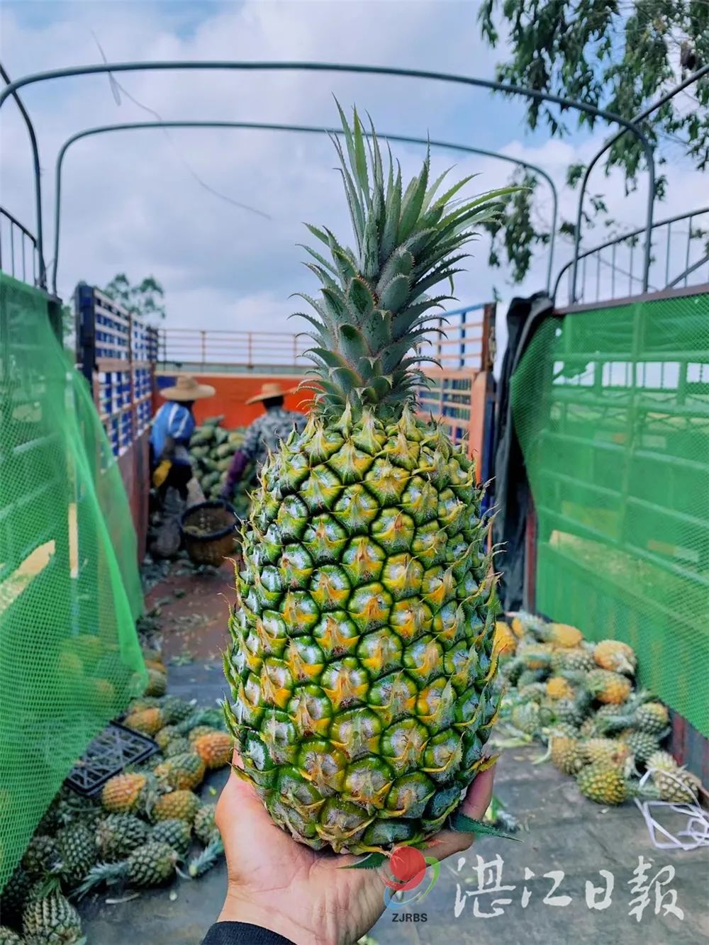 顶级菠萝在湛江徐闻菠萝产量惊到台湾名嘴