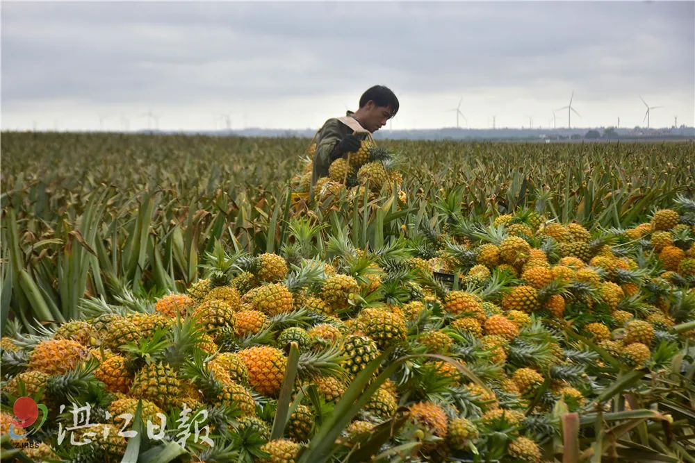 顶级菠萝在湛江徐闻菠萝产量惊到台湾名嘴