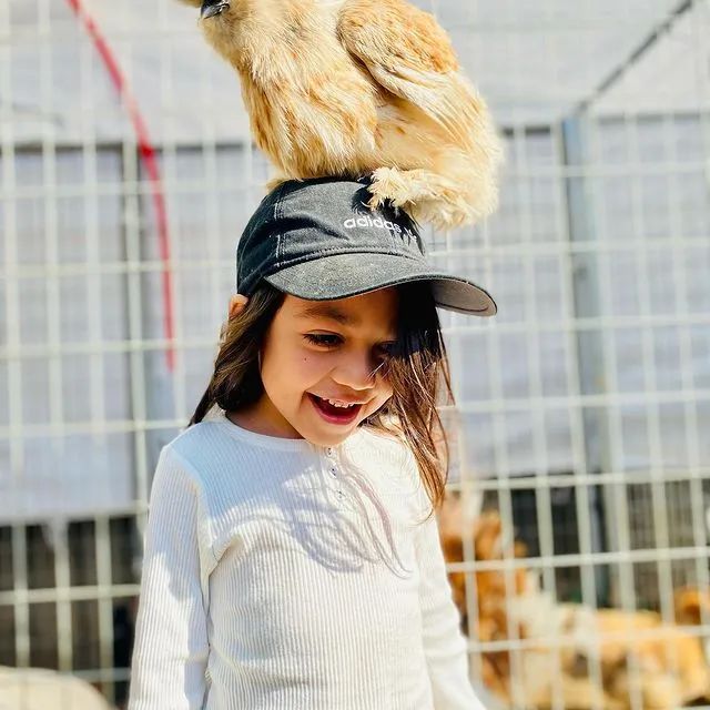 看我傲娇的姿势 鸡:别动,我要摔下去啦!