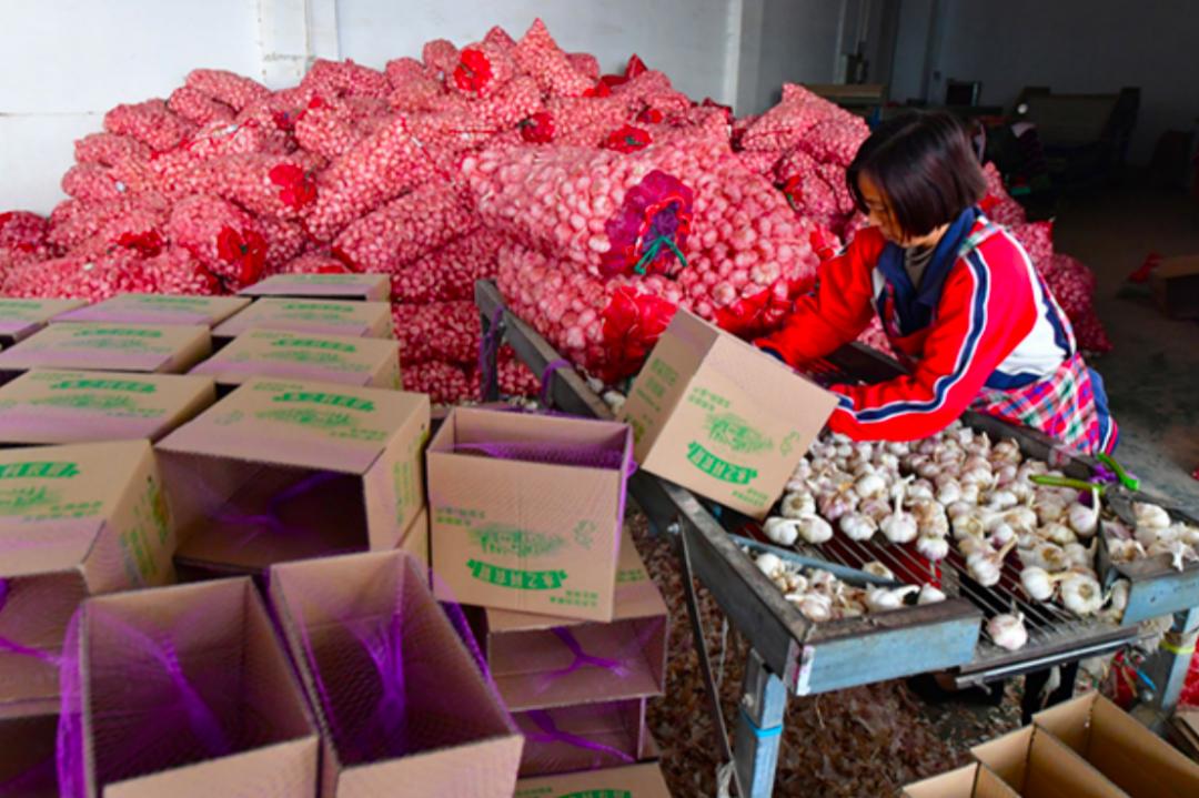河南开封杞县电子商务产业园,工人将通过电商平台销售的大蒜装箱打包