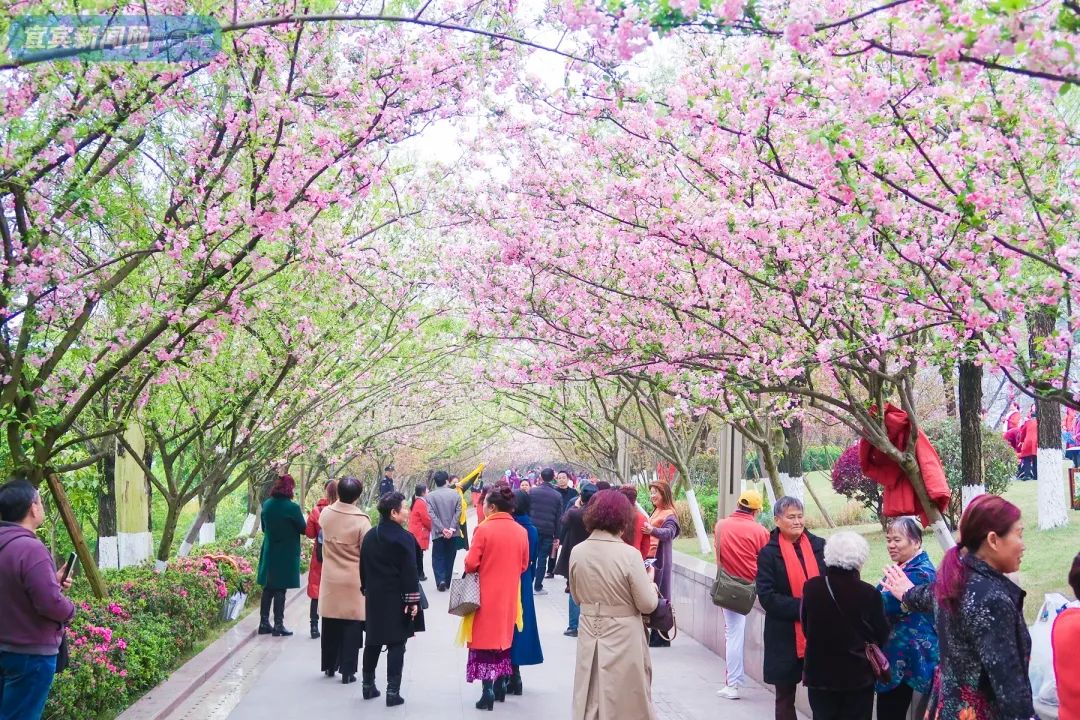 宜宾樱花基地图片