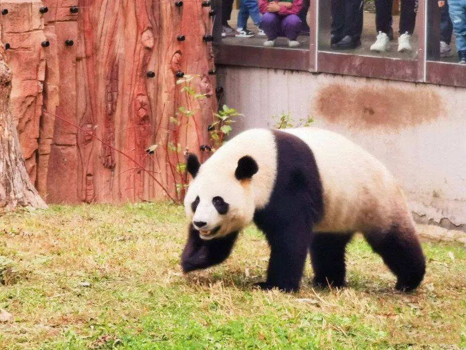 周末游玩好去处吸熊猫就来这儿