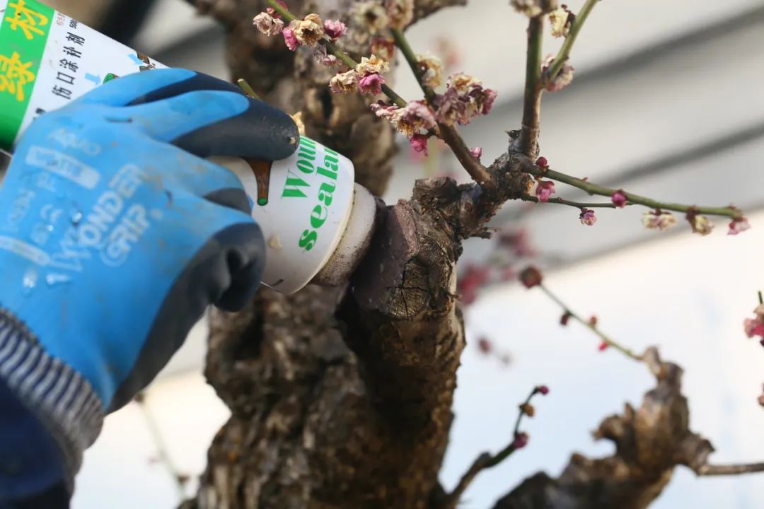 梅花花後打理小貼士修剪翻盆齊上陣