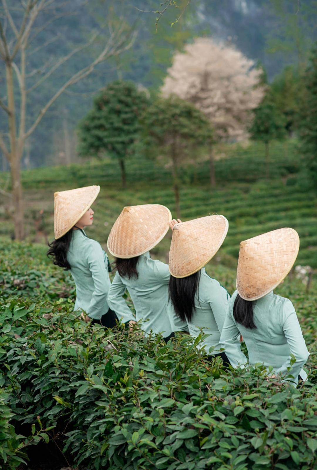 方志四川影像北川三月好风光美女邀你采茶品茗