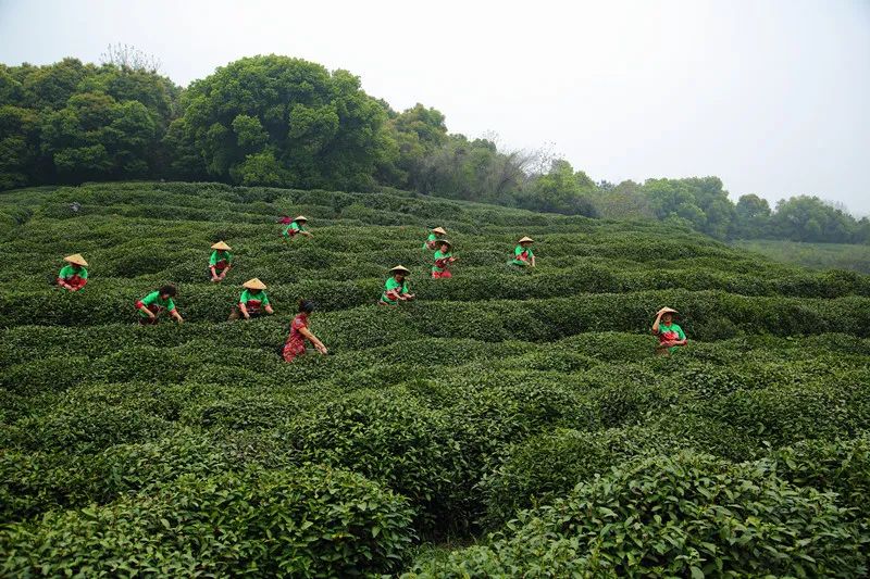 江乾區皋亭山茶祖峒攝影/韓盛攝影/柯偉西湖街道的龍井村,翁家山村,楊