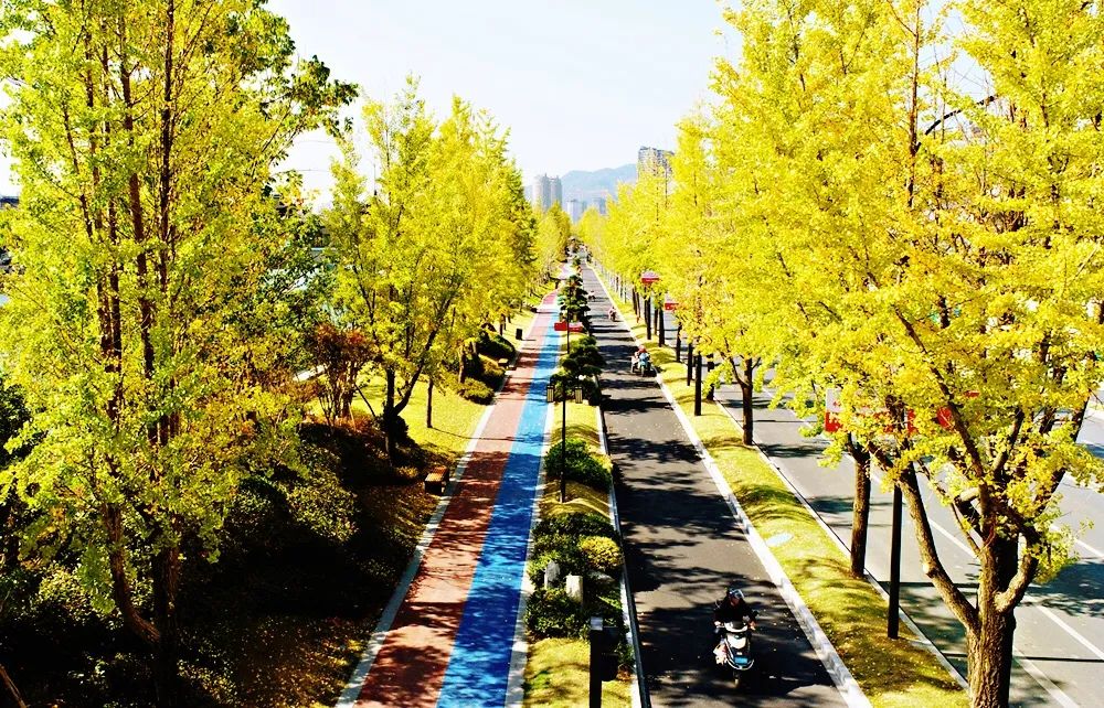 叹为观止杭州12000年的活化石最美的玉兰花道都在哪里