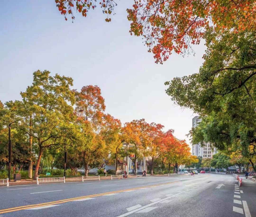 摄影/张圣东保俶北路是杭州唯一一条以乌桕为行道树的城市道路,共有
