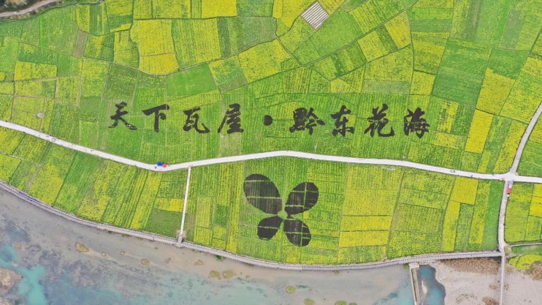 连日来,碧江区瓦屋乡万亩油菜花盛